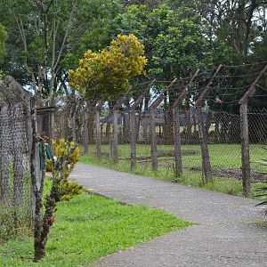 Bison fencing and path