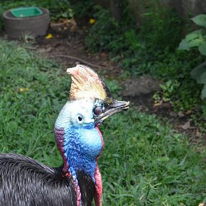 Ill looking cassowary