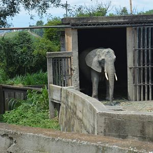 African Elephant holding area