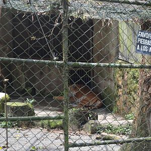Tiger enclosure