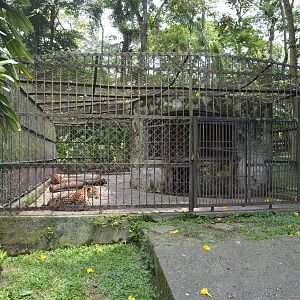Jaguar enclosure