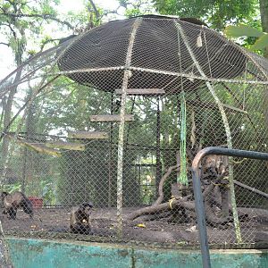 Tufted Capuchin cage