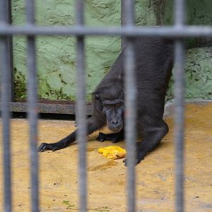 Sulawesi crested macaque
