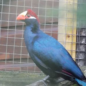 Violet Turaco