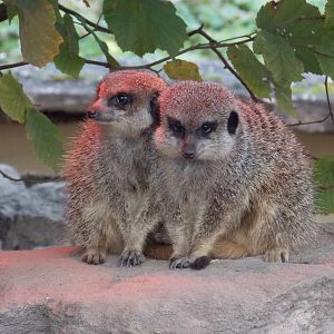 Meerkats