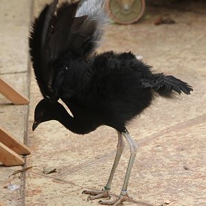 Grey-winged trumpeter