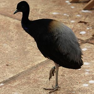 Grey-winged trumpeter