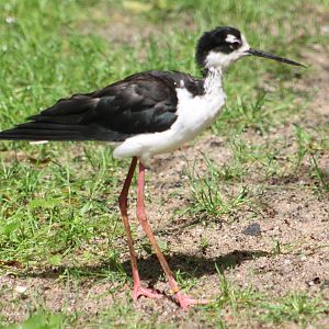 American stilt