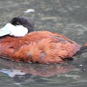 Ruddy duck