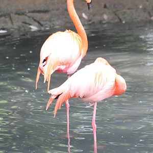 Flamingos