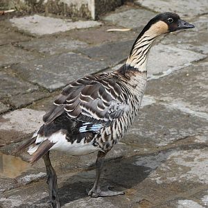 Hawaii goose