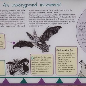 Sign for wild bats