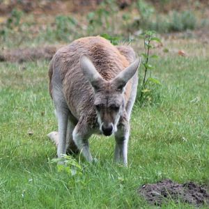 Red giant kangaroo