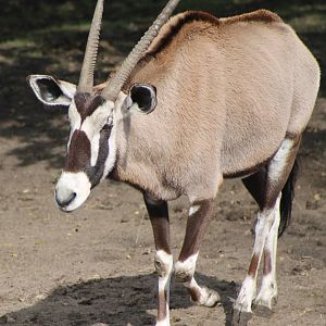 fringe-eared oryx