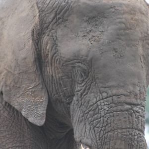 African elephant