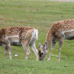Mesopetanian fellow deers