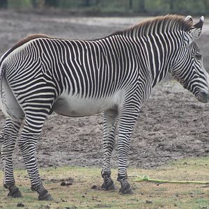 Grevy zebra