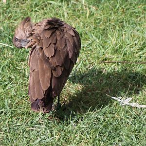 Hamerkop