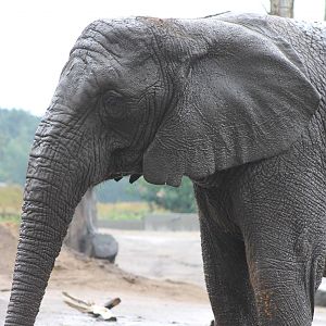 African elephant