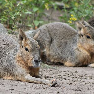 Patagonian cavys