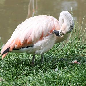 Chilian flamingo