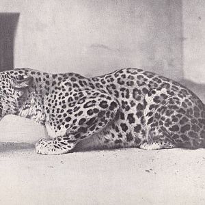 Persian leopard