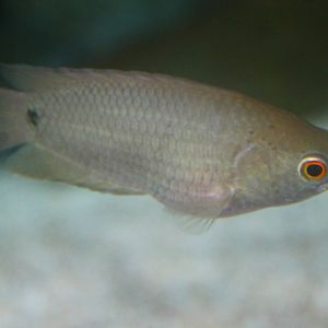 Fish Files: Tailspot Climbing Perch