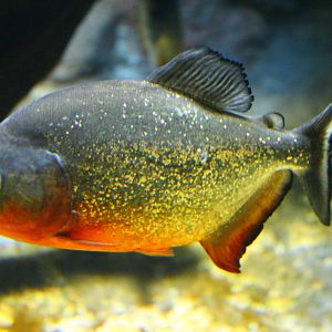 Fish Files: Red-Bellied Piranha