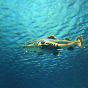 Fish Files: Red-tailed Catfish