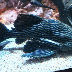 FIsh Files: Golden Line Royal Pleco