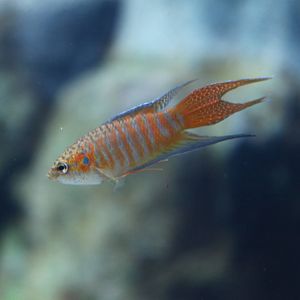 Fish Files: Paradise Fish