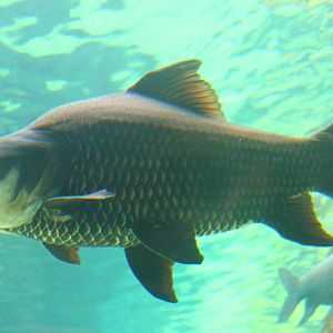Fish Files: Siamese Giant Carp