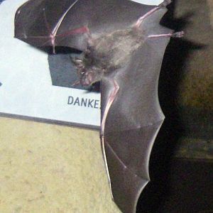 Seba's Short-tailed Bat (Carollia perspicillata)