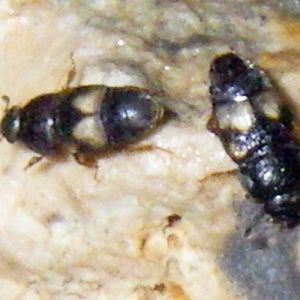 Dried-fruit Beetles (Carpophilus hemipterus)