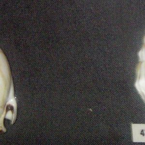 Common Bonnets (Casmaria erinacea)