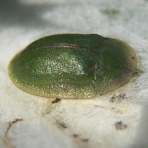 Thistle Tortoise Beetle (Cassida rubiginosa)