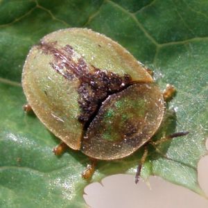 Thistle Feeding Tortoise Beetle (Cassida vibex)