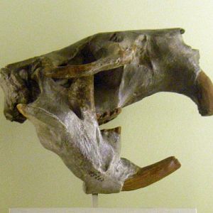 Giant Beaver (Castoroides ohioensis)