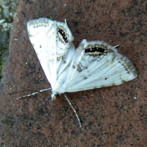 Small China-mark (Cataclysta lemnata)