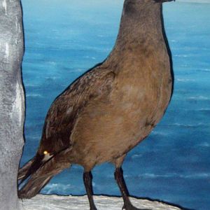 Great Skua (Catharacta skua) (taxidermy)