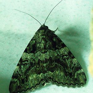 Minsmere Crimson Underwing (Catocala conjuncta)