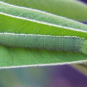 African Migrant (Catopsilia florella)