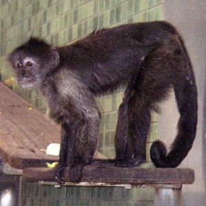 Weeper Capuchin (Cebus olivaceus)