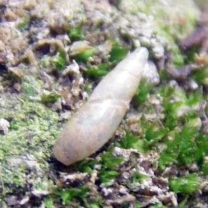 Blind Snail (Cecilioides acicula)