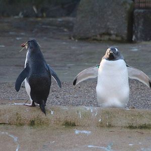 Northern Rockhopper and Gentoo Penguins