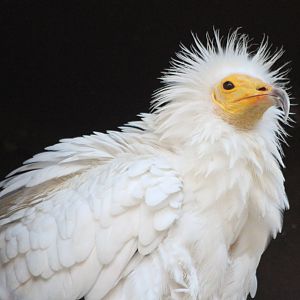 Egyptian Vulture