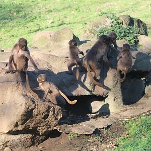 Gelada's