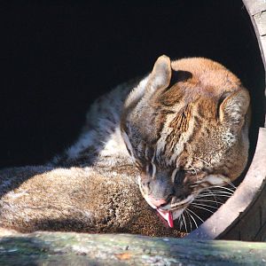 Asiatic Golden Cat