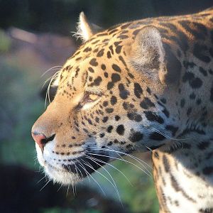 Female Jaguar
