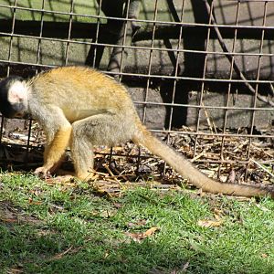 Squirrel monkey